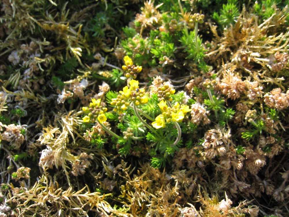 Draba bruniifolia (Zwerg-Felsenblümchen)